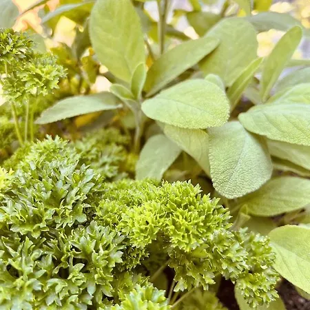 דירה Alpaka-ferienhaus Oenzlen