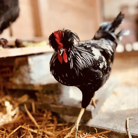 Alpaka-ferienhaus Oenzlen דירה *