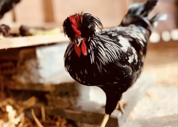 Alpaka-ferienhaus Oenzlen Apartment *