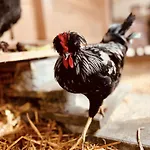 Alpaka-ferienhaus Oenzlen Lejlighed *
