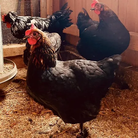 Lejlighed Alpaka-ferienhaus Oenzlen *