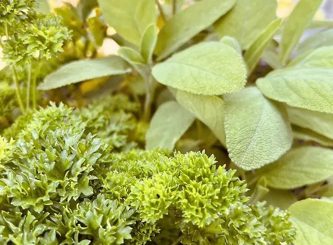 Lejlighed Alpaka-ferienhaus Oenzlen