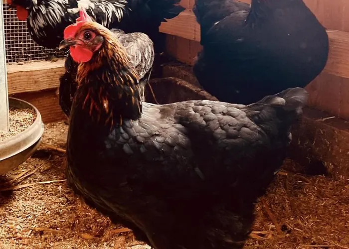 Lejlighed Alpaka-ferienhaus Oenzlen *